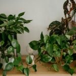 planta jiboia junto com outras plantas internassobre um balcão