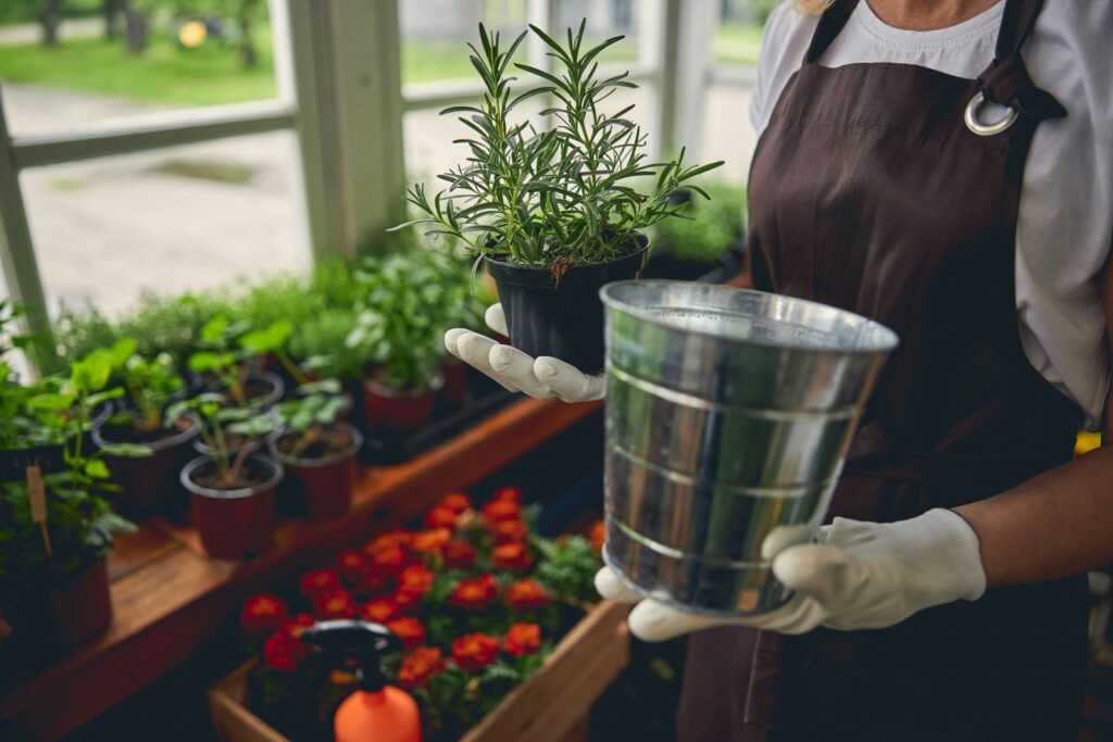plantando alecrim para horta vertical