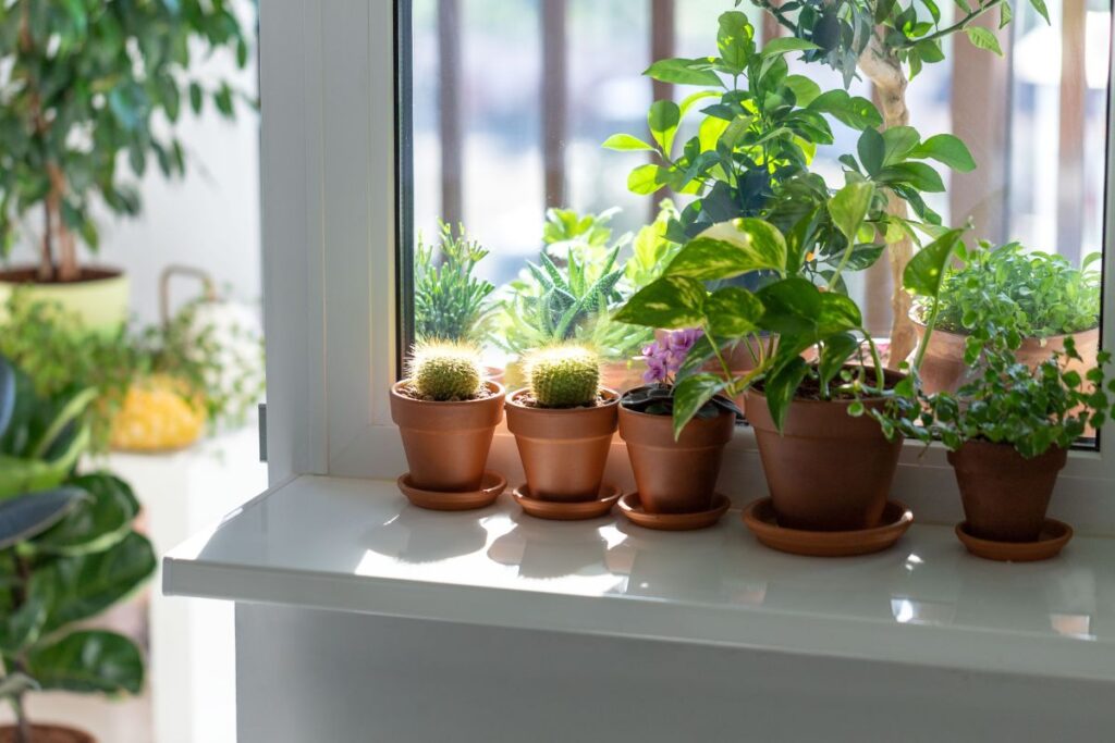 Plantas em vasos dispostas na janela, recebendo luz natural, ideais para purificação do ar e decoração do ambiente.