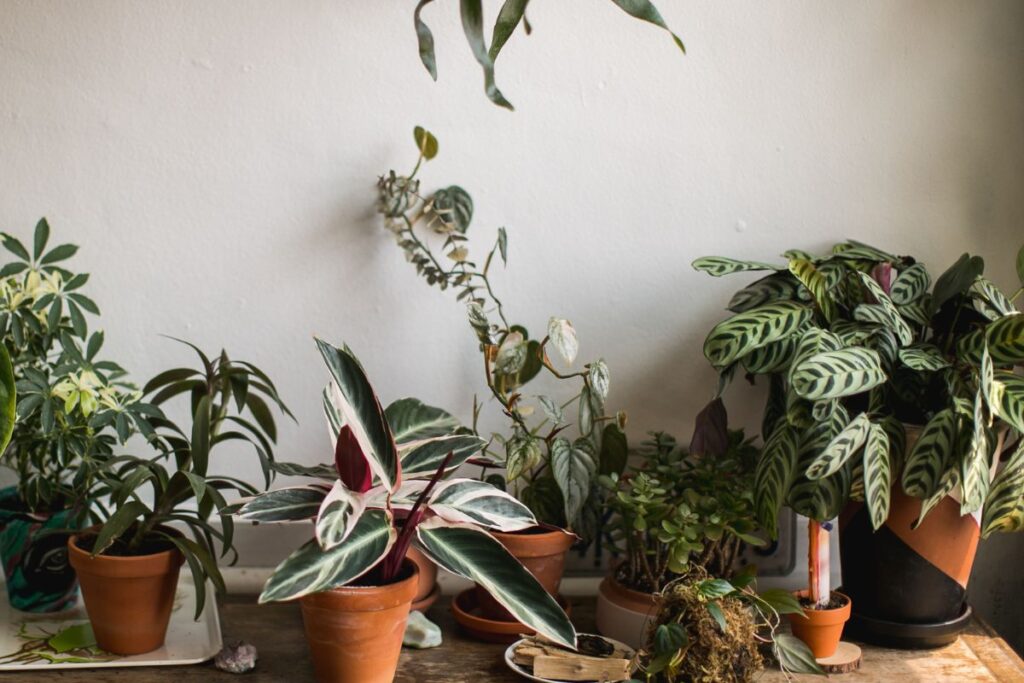 Conjunto de plantas que purificam o ar em vasos de diferentes tamanhos, decorando uma prateleira em ambiente interno.