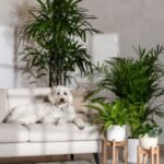 plantas toxicas -espada de são jorjge é toxica para animais