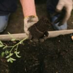Preparação do solo com adubo orgânico para plantio de tomate cereja.