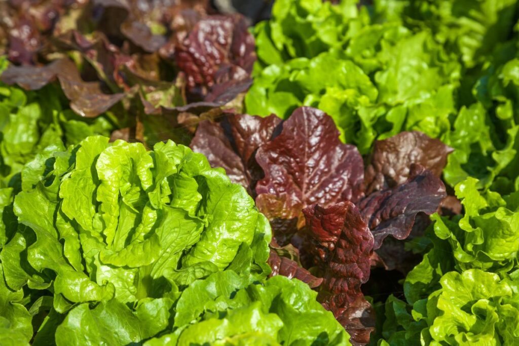 Alfaces verdes e roxas prontas para colheita em horta caseira