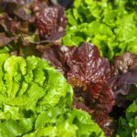 Alfaces verdes e roxas prontas para colheita em horta caseira