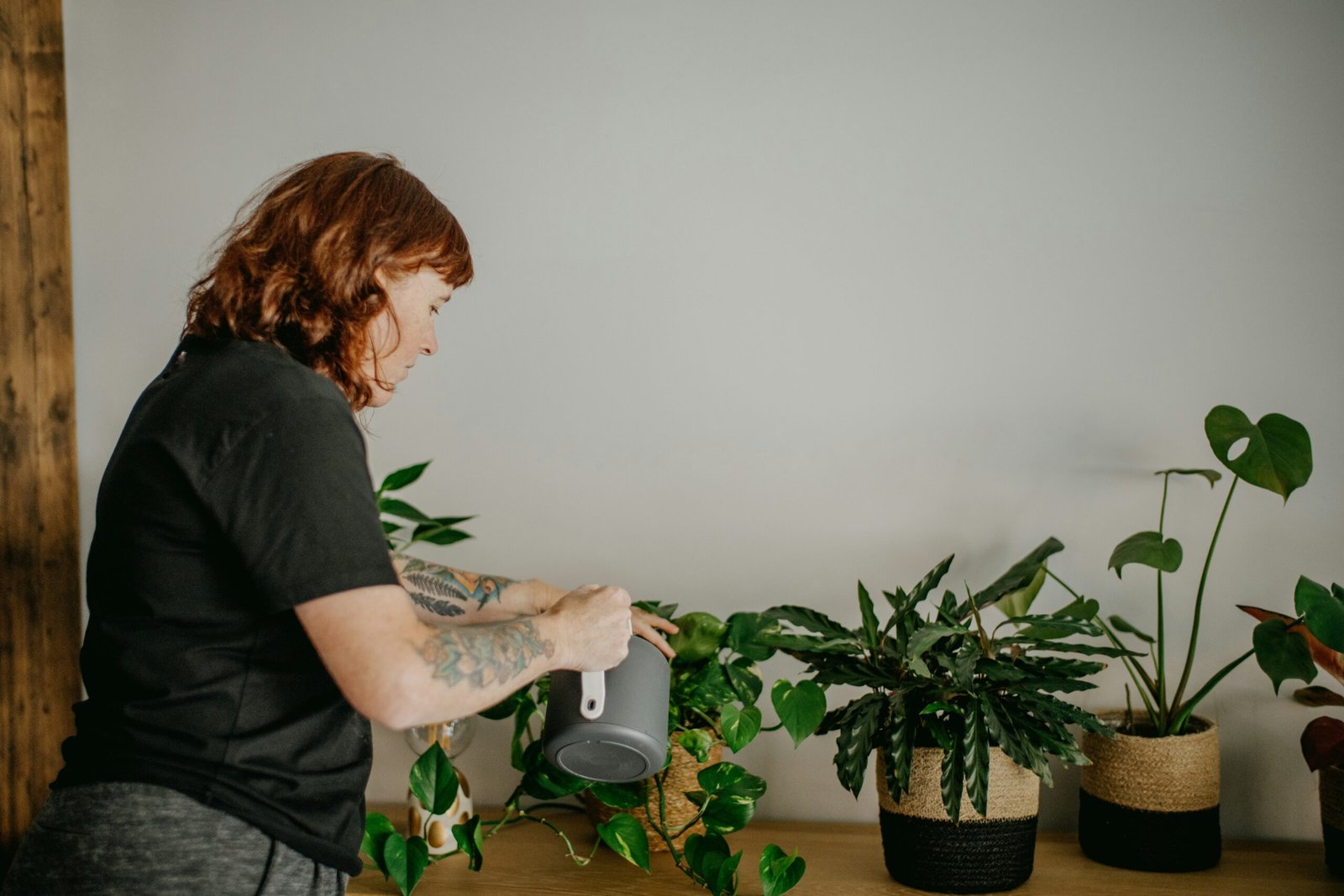 Regar a planta jiboia do jeito certo