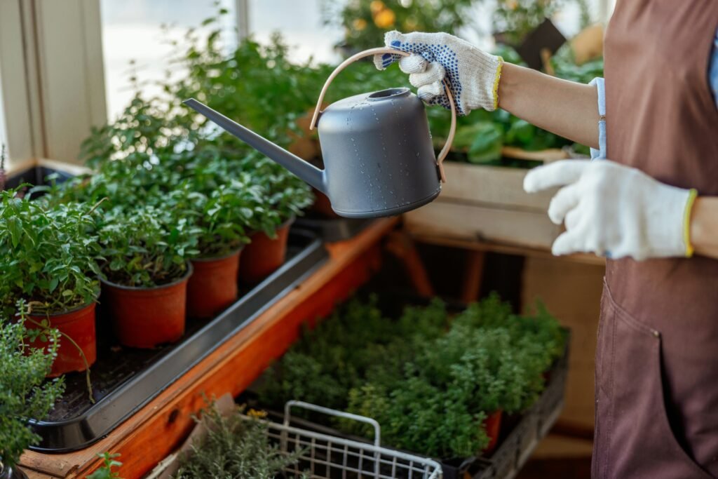 Pessoa com luvas segurando regador preto para irrigar hortaliças em vasos dentro de ambiente iluminado.
