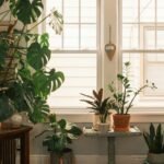 Sala composta por varias plantas e uma delas é a zamioculca -como cuidar da zamioculca