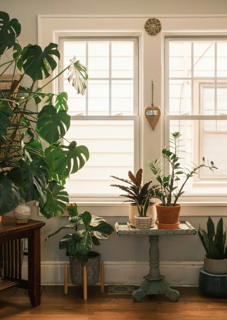 Sala composta por varias plantas e uma delas é a zamioculca -como cuidar da zamioculca