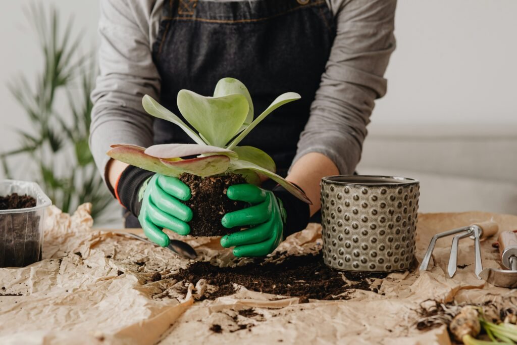 Pessoa com luvas verdes transplantando uma suculenta para um vaso cinza, em uma mesa com terra e ferramentas de jardinagem.
