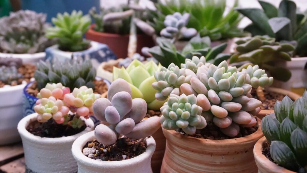 Suculentas plantadas em vasos pequenos e médios, exibindo cores variadas e folhas carnudas sob a luz natural.