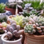 Suculentas plantadas em vasos pequenos e médios, exibindo cores variadas e folhas carnudas sob a luz natural.