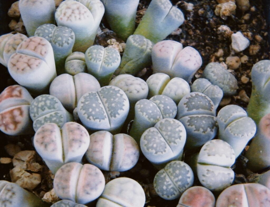 Suculentas raras -Lithops as pedras vivas do deserto