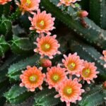 Suculentas raras em plena floração: tons vibrantes que transformam qualquer jardim em um espetáculo natural