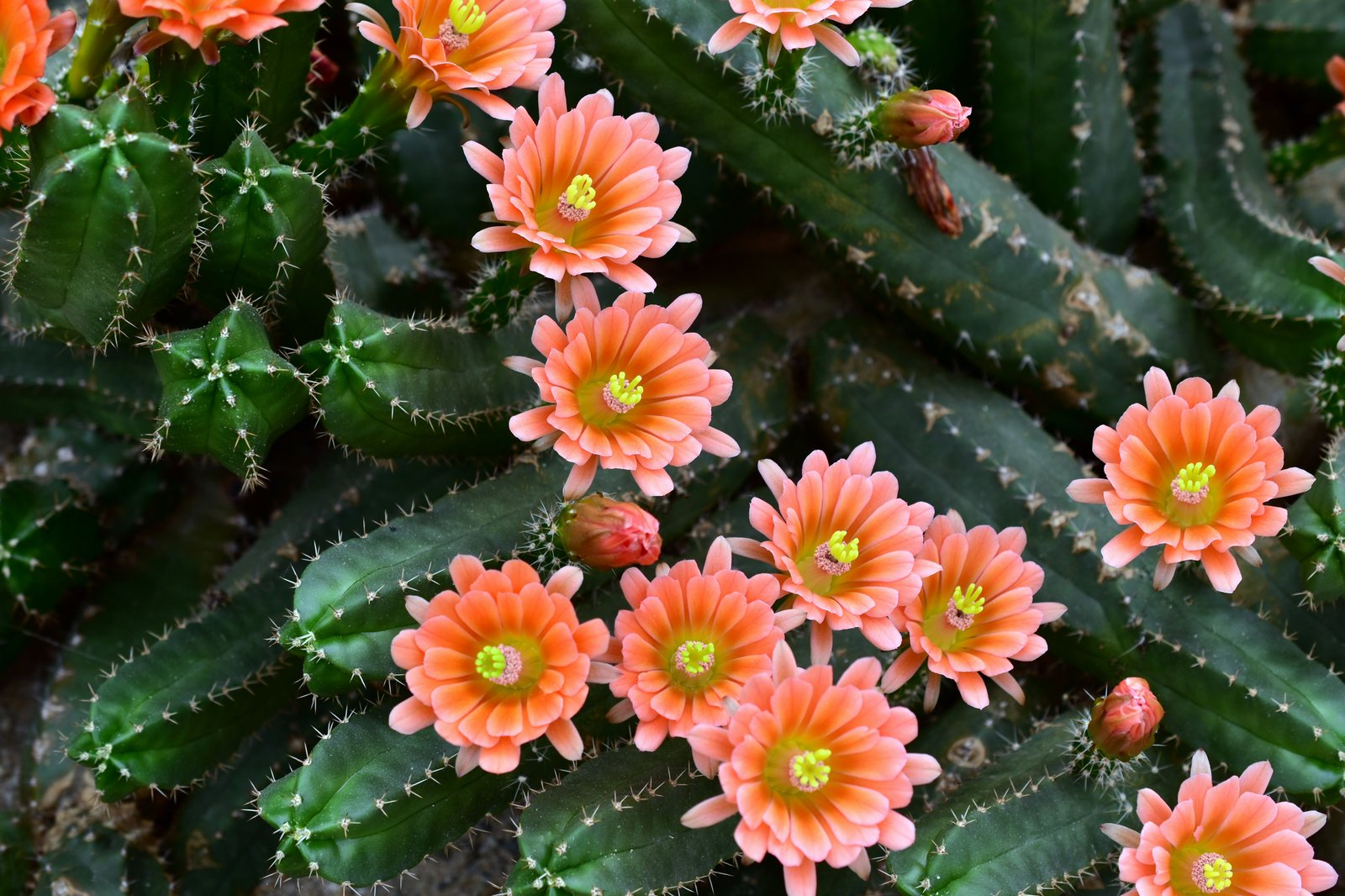 Suculentas raras em plena floração: tons vibrantes que transformam qualquer jardim em um espetáculo natural