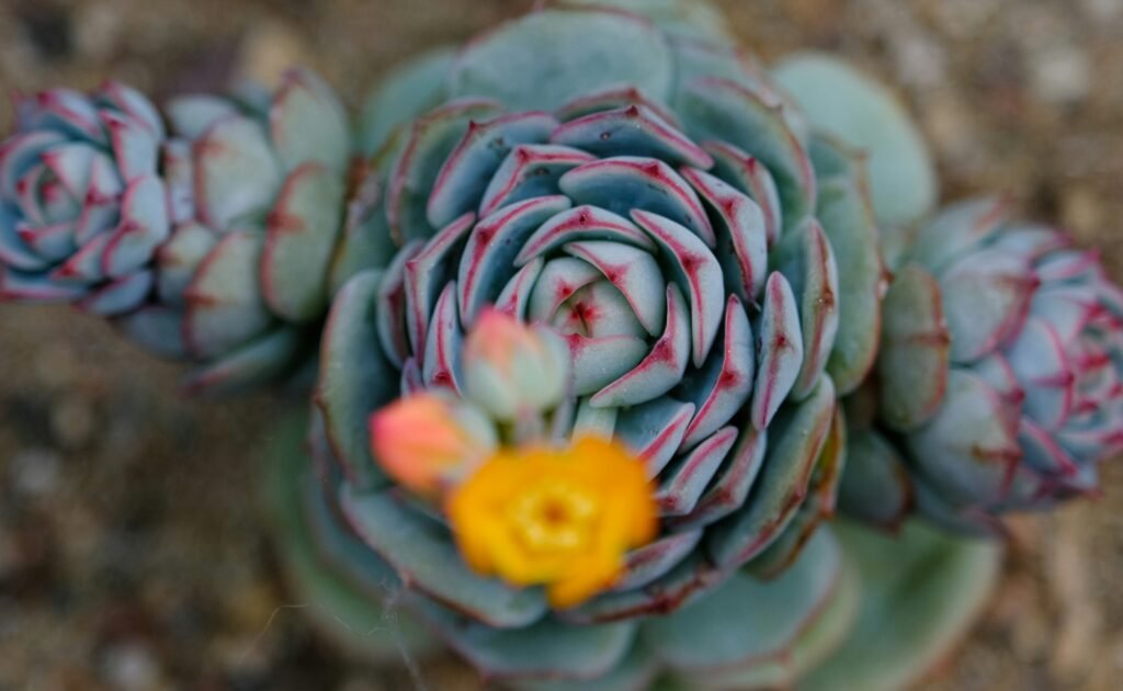 Suculenta rara com folhas azuladas e bordas vermelhas em plena floração.