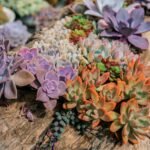 Suculentas raras coloridas cultivadas em tronco de madeira.