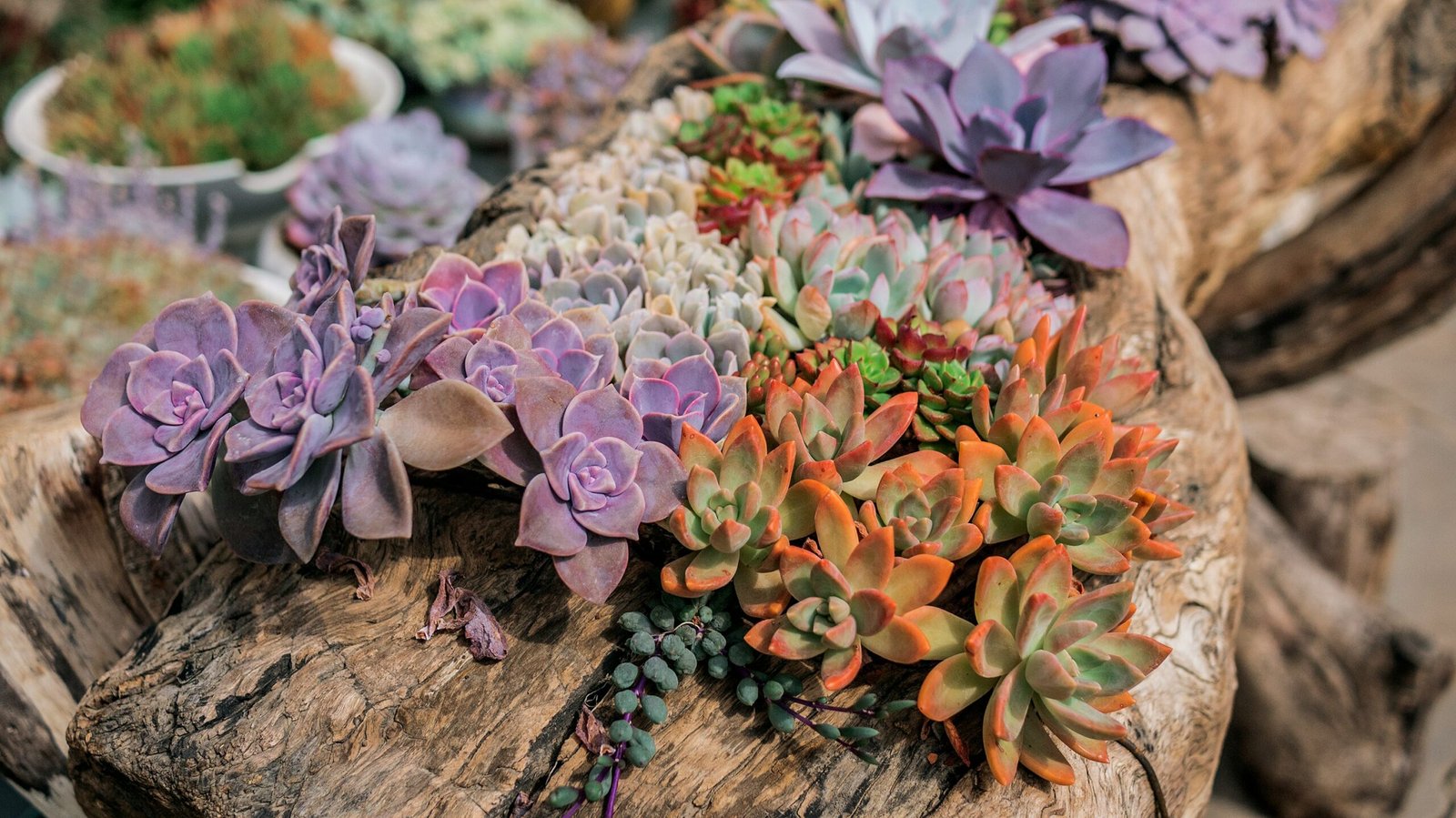 Suculentas raras coloridas cultivadas em tronco de madeira.