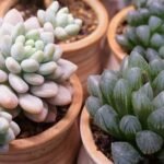 Suculentas raras cultivadas em vasos de cerâmica.