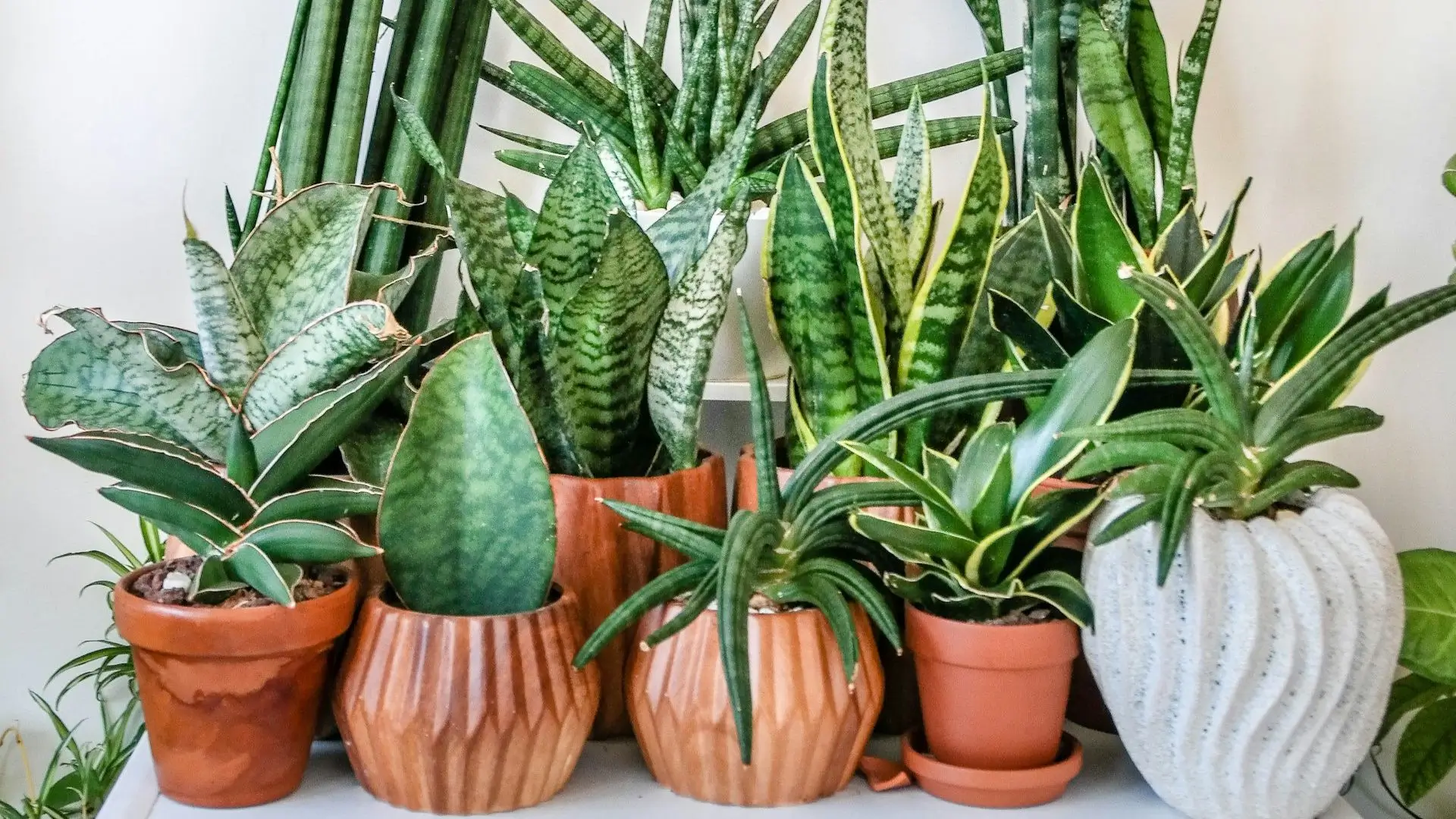 Vários tipos de Espada de São Jorge em vasos diferentes, mostrando a variedade de formatos e padrões de folhas.