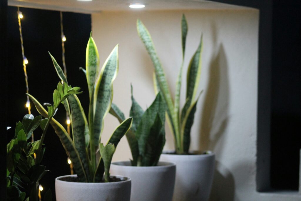 Vasos com diferentes tipos de Espada de São Jorge decorando ambiente interno com iluminação suave.