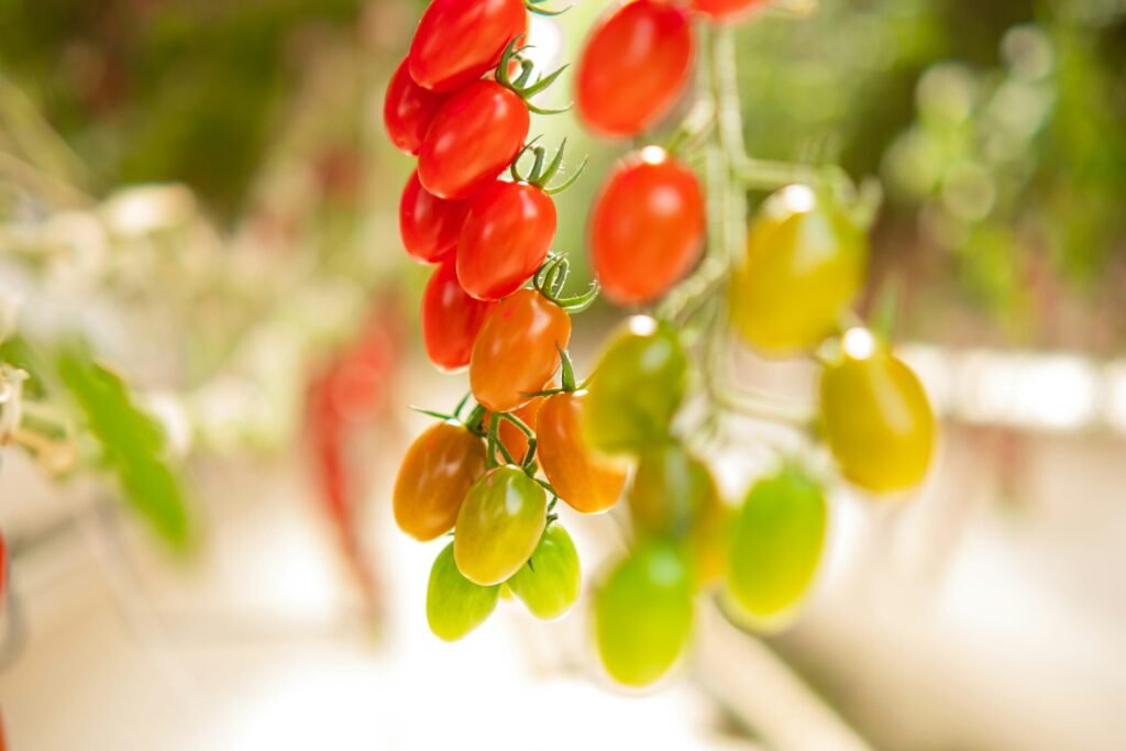 Tomates cereja Grape em diferentes estágios de maturação, do verde ao vermelho, em um cultivo saudável.