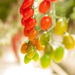 Tomates cereja em diferentes estágios de maturação, do verde ao vermelho, em um cultivo saudável.