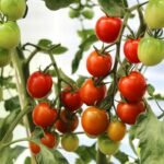 Tomates cereja maduros e verdes em cachos, prontos para colheita em cultivo caseiro.
