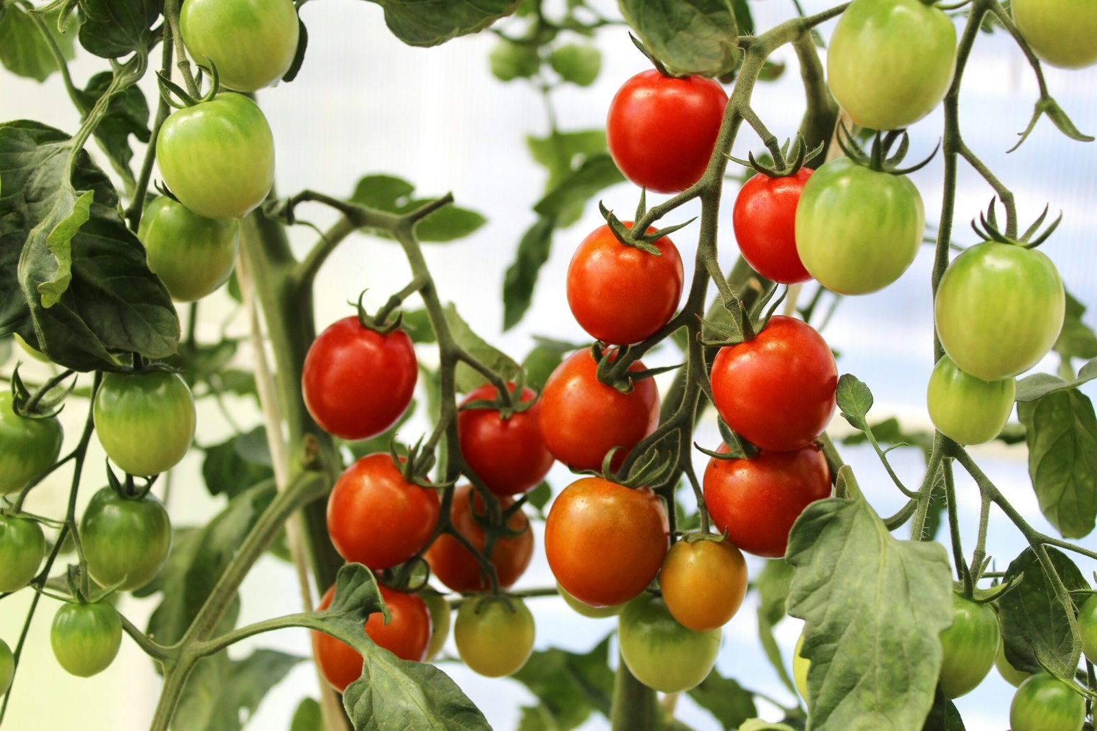 Tomates cereja maduros e verdes em cachos, prontos para colheita em cultivo caseiro.