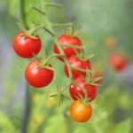 Tomates cereja maduros e verdes em galho, prontos para cultivo.
