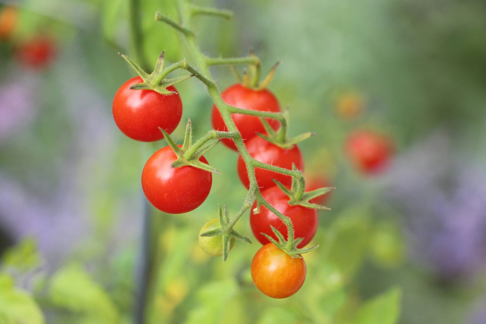 Tomates cereja maduros e verdes em galho, prontos para cultivo.