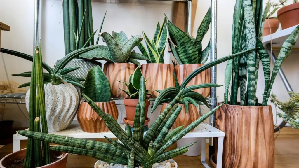 Coleção de variedades raras de Espada de São Jorge em diferentes formatos, cores e tamanhos, organizadas em vasos decorativos.