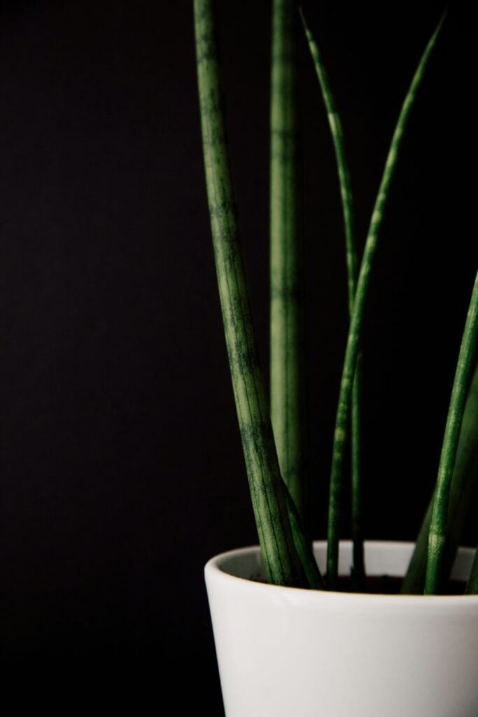 Vaso de cerâmica branca contendo uma planta Lança de São Jorge, com folhas longas, cilíndricas e verdes, em fundo preto.