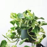 Planta jiboia