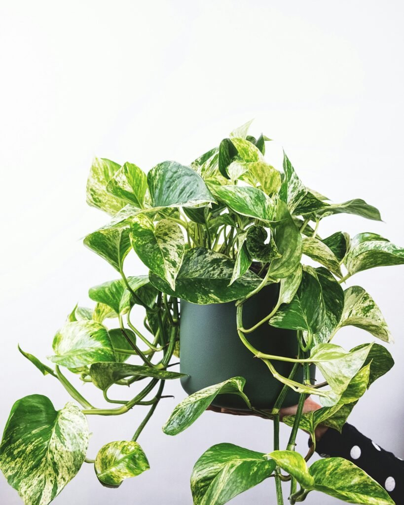 Planta jiboia