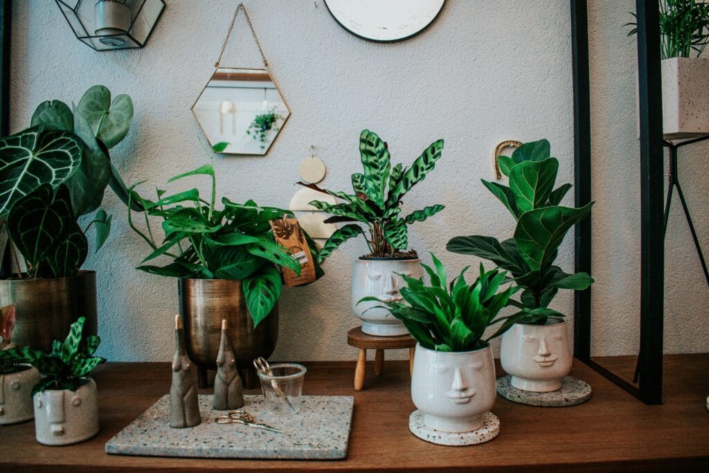 Como cultivar plantas interiores em vasos decorativos para criar conexão com a natureza dentro de casa