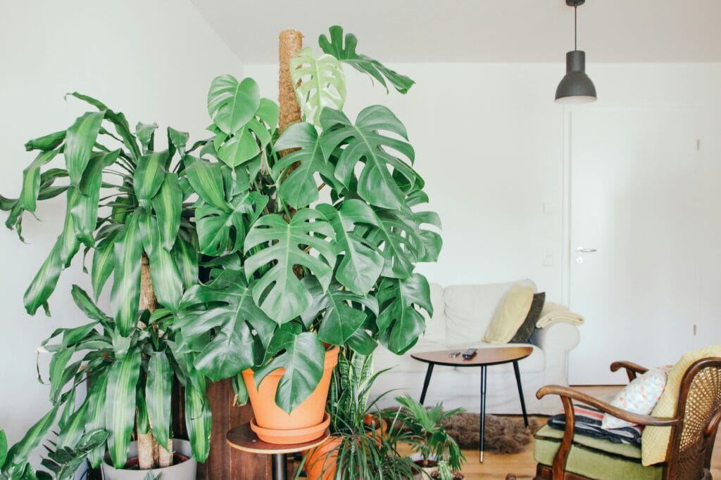 Como cultivar plantas interiores em vasos grandes dentro de casa para melhorar o ar e trazer benefícios para saúde e bem-estar