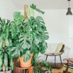 Como cultivar plantas interiores em vasos grandes dentro de casa para melhorar o ar e trazer benefícios para saúde e bem-estar