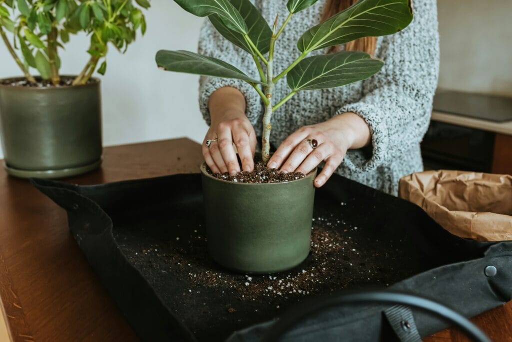 Como cultivar plantas interiores escolhendo o vaso e o recipiente ideal para o crescimento saudável das raízes