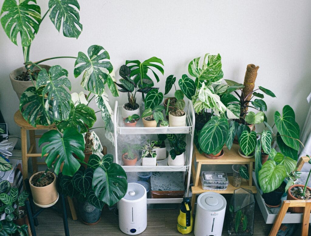 Como cultivar plantas interiores evitando erros comuns, como excesso de água, pouca ventilação e escolha inadequada do espaço