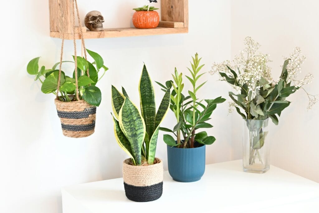 Como cultivar plantas interiores fáceis para iniciantes, como jiboia, espada-de-são-jorge e zamioculca em vasos