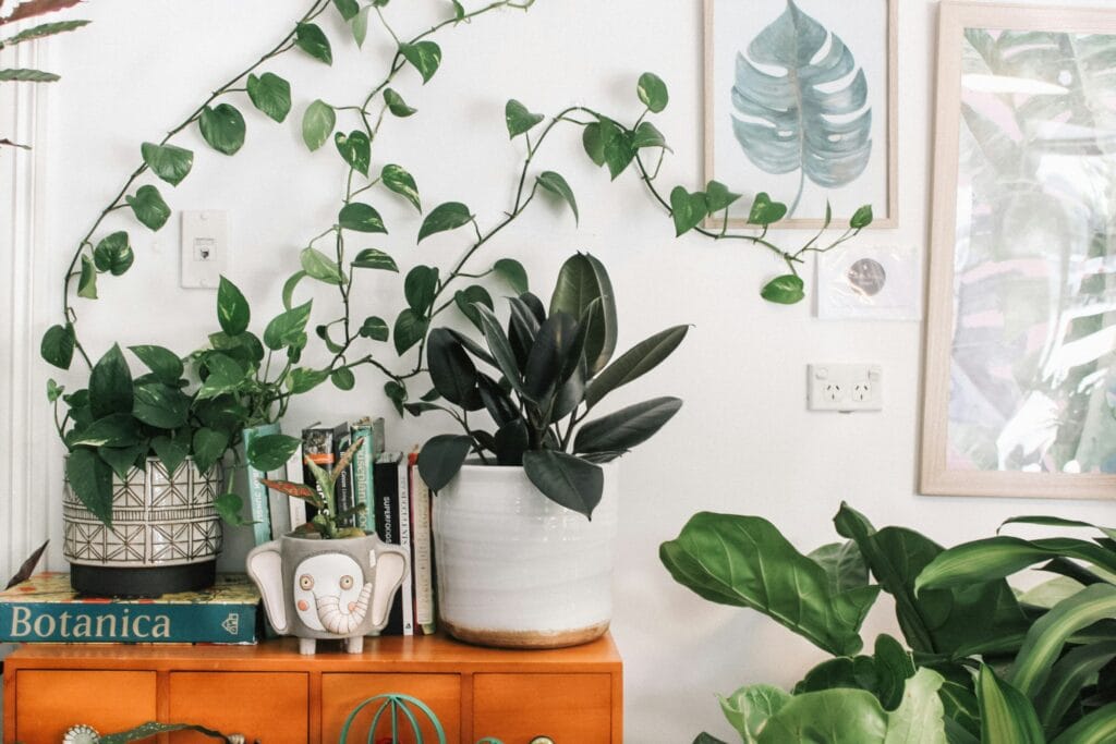 Como cultivar plantas interiores para decorar ambientes internos com estilo e trazer aconchego