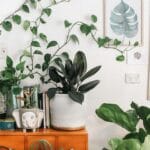Como cultivar plantas interiores para decorar ambientes internos com estilo e trazer aconchego