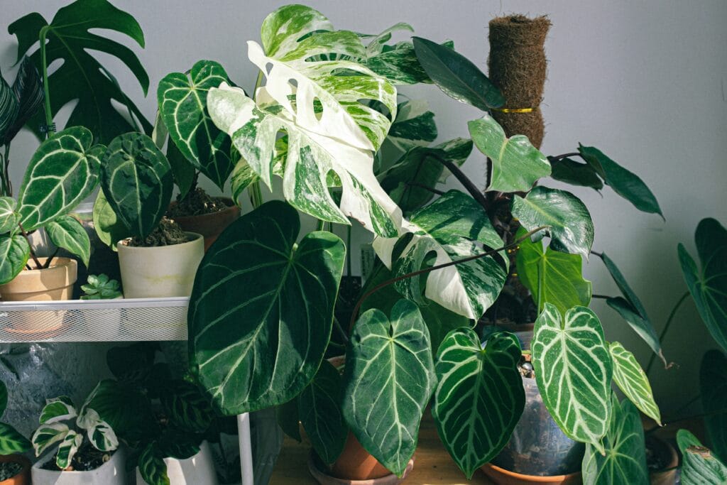 Como cultivar plantas interiores para transformar ambientes internos em espaços mais verdes e acolhedores