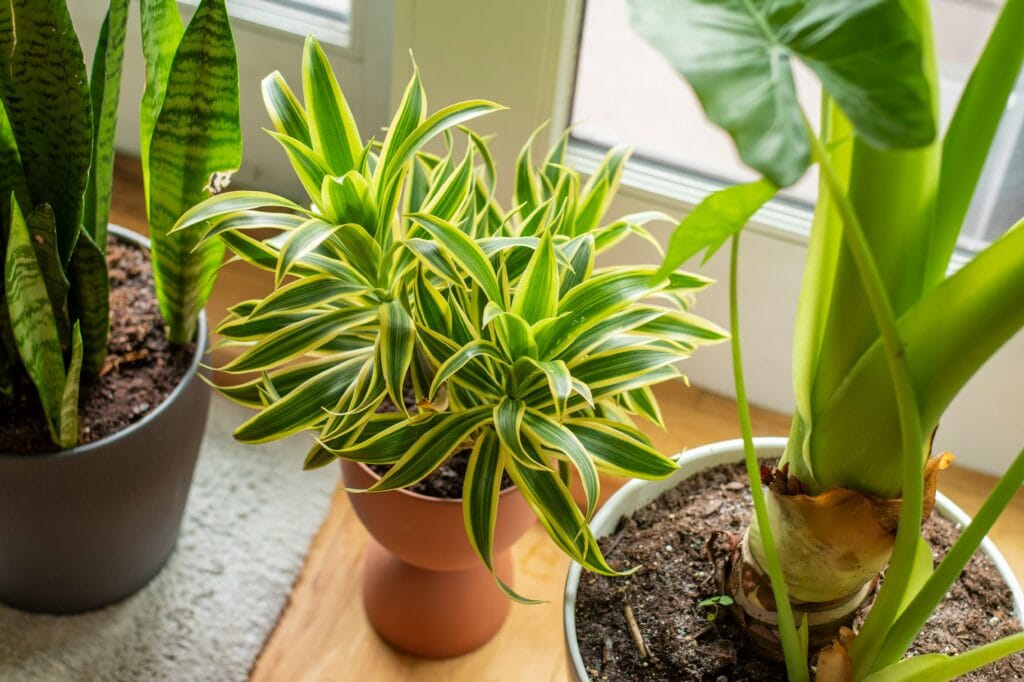 Como cultivar plantas interiores posicionando vasos próximos à janela para aproveitar luz natural e ventilação leve