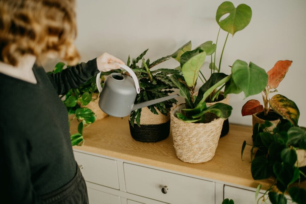 Como cultivar plantas interiores regando corretamente sem excessos para manter a saúde das raízes