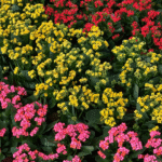 Kalanchoe e Calandiva em floração nas cores rosa, amarelo e vermelho, representando plantas saudáveis e bem cuidadas.