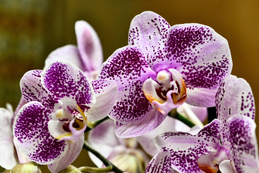 Guia completo sobre como cultivar orquídeas, dicas de cuidados, rega e floração.