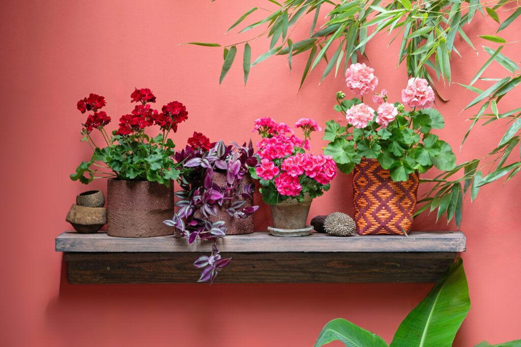 Vasos de plantas ornamentais coloridas em prateleira de madeira usados na decoração de ambiente interno