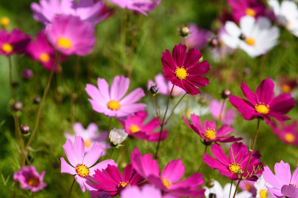 Flores silvestres em tons de rosa e roxo em jardim ensolarado.