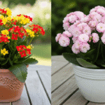 Vasos de Kalanchoe de flores simples vermelhas e amarelas e Calandiva de flores duplas cor-de-rosa, lado a lado em mesa de madeira.